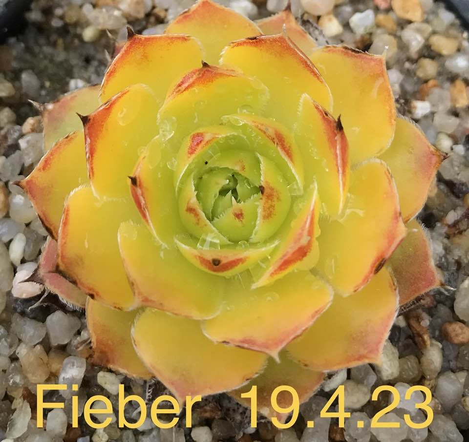 Fieber