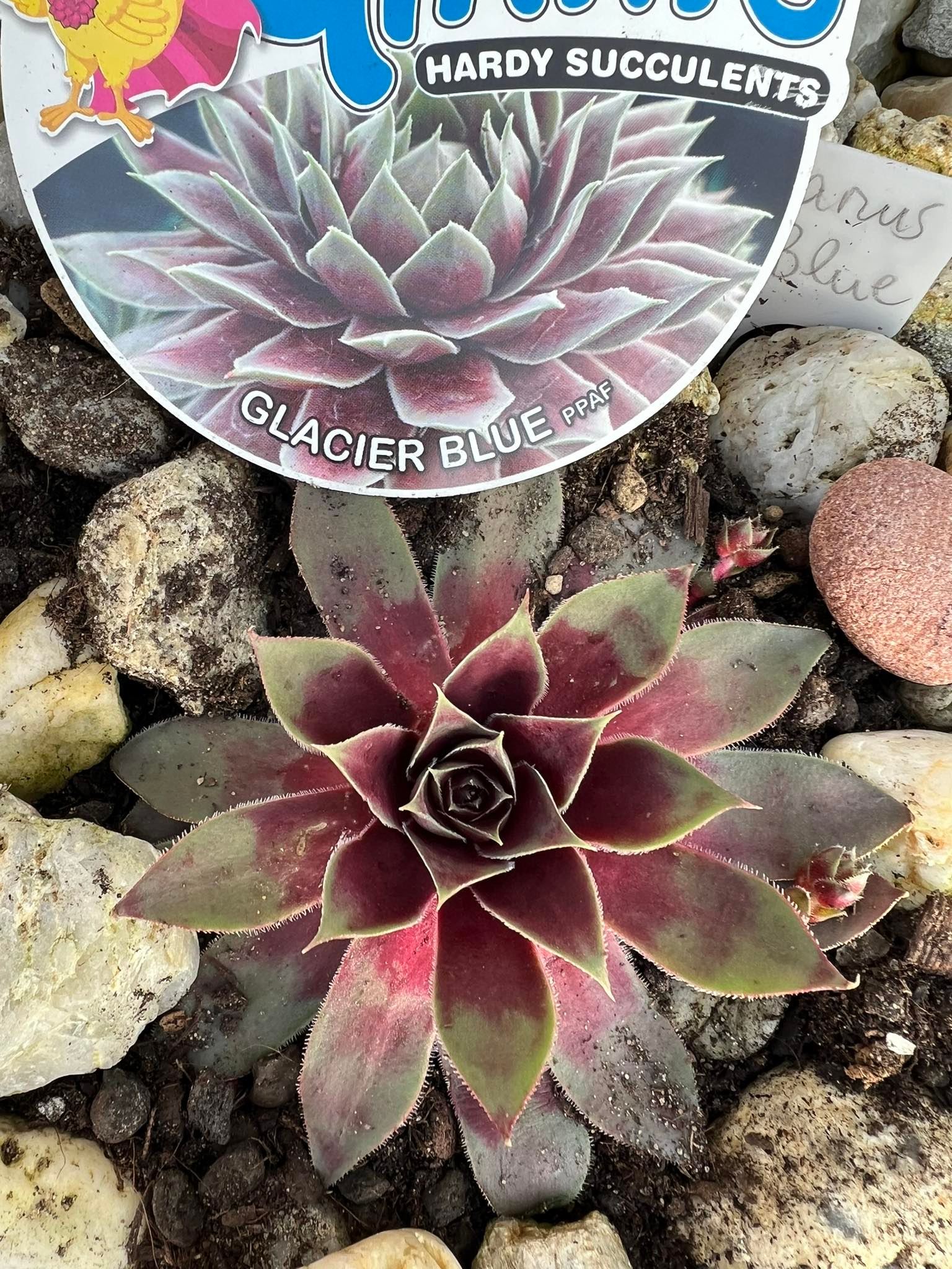 Glacier Blue