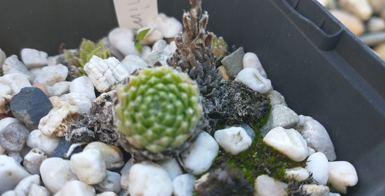 Hieronima
