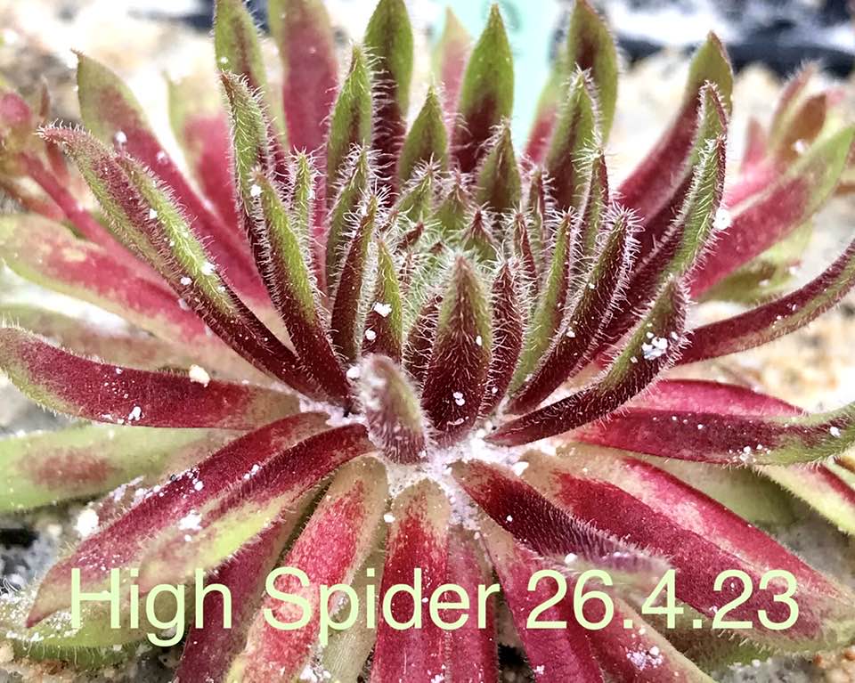 High Spider