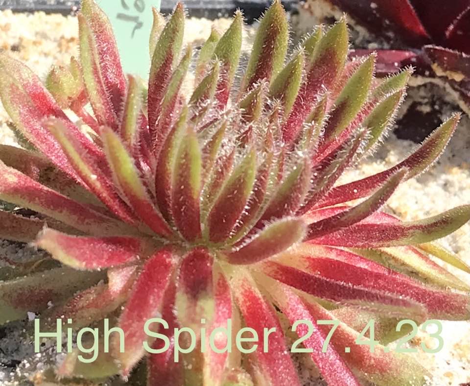 High Spider