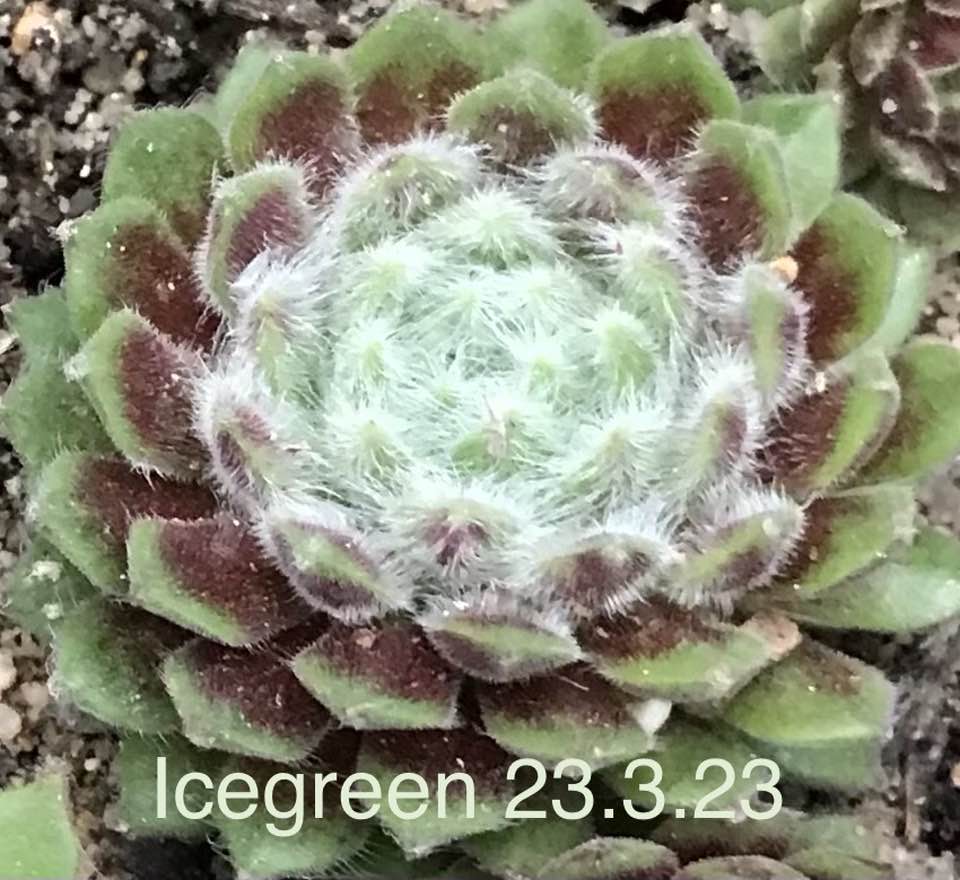 Icegreen