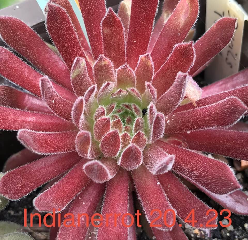 Indianerrot