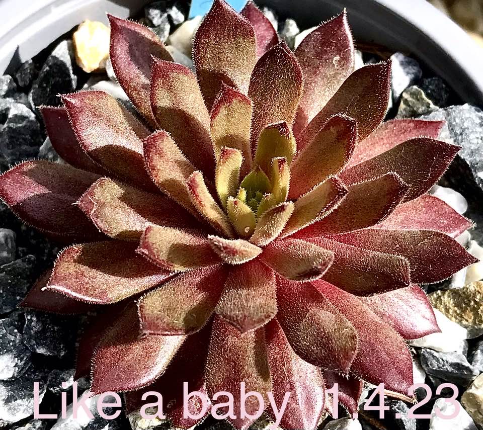 Like a baby two