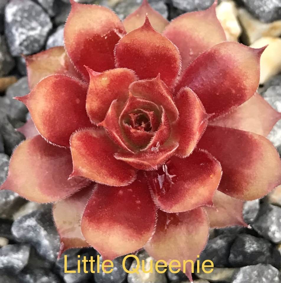 Little Queenie