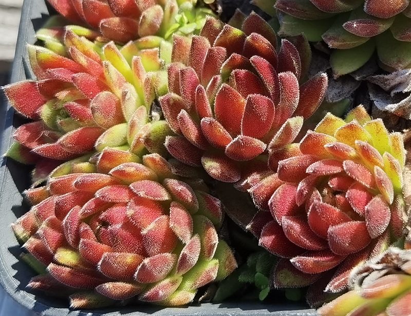 Makumba