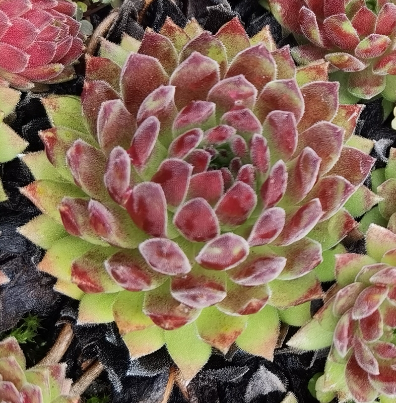 Makumba
