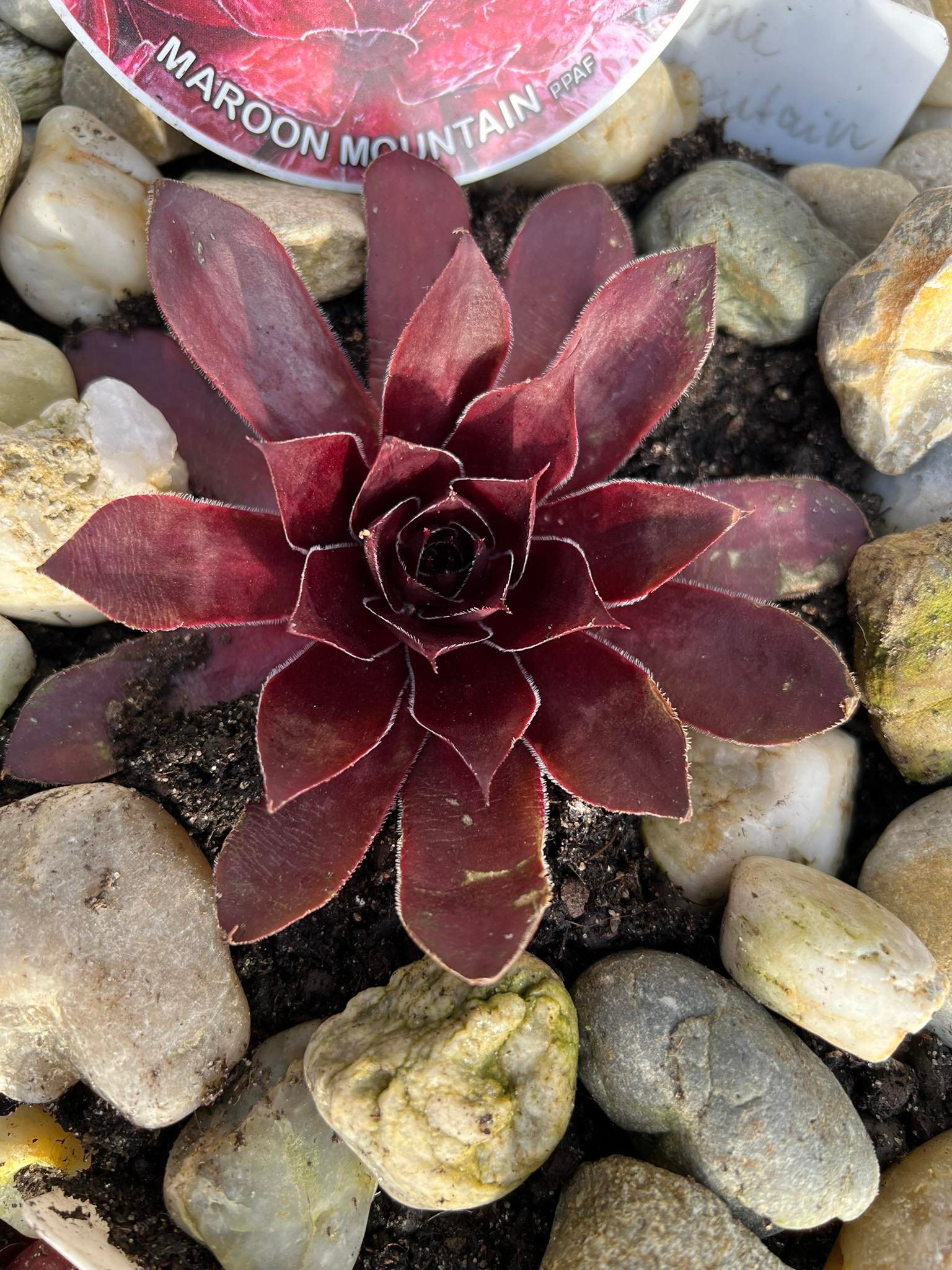 Maroon Mountain