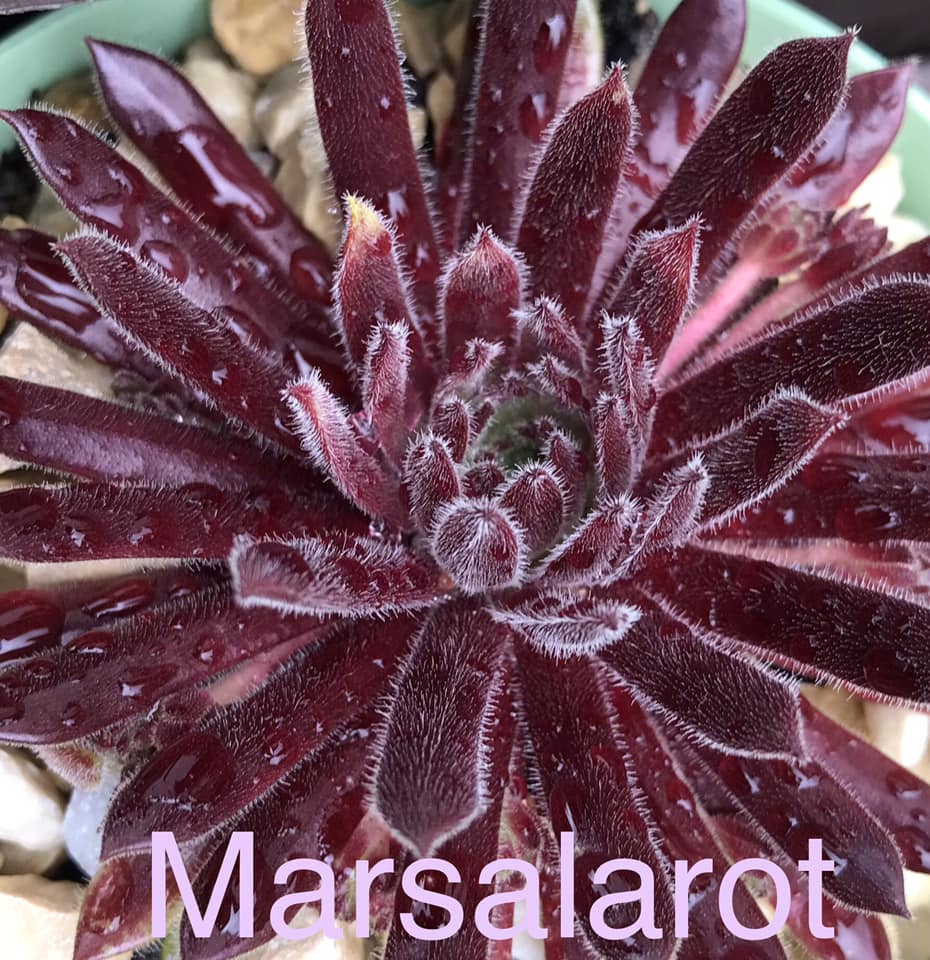 Marsalarot
