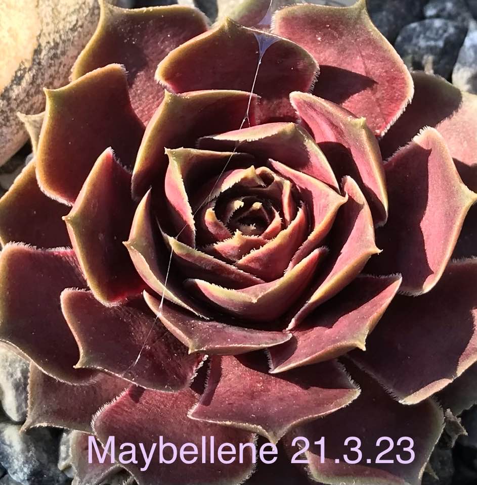 Maybellene