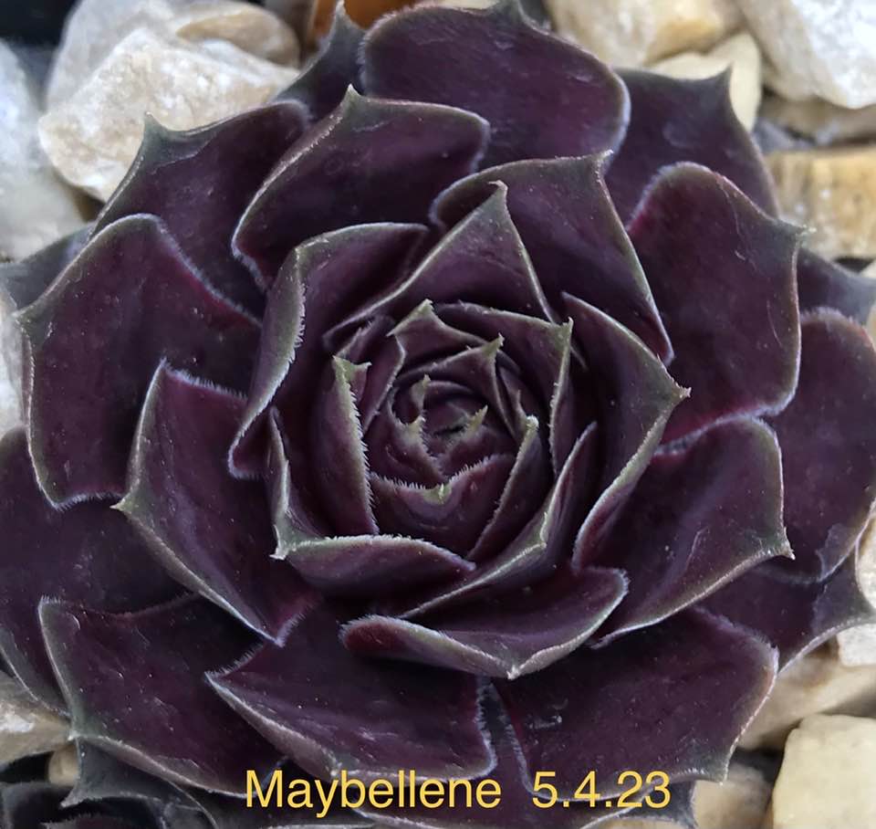 Maybellene