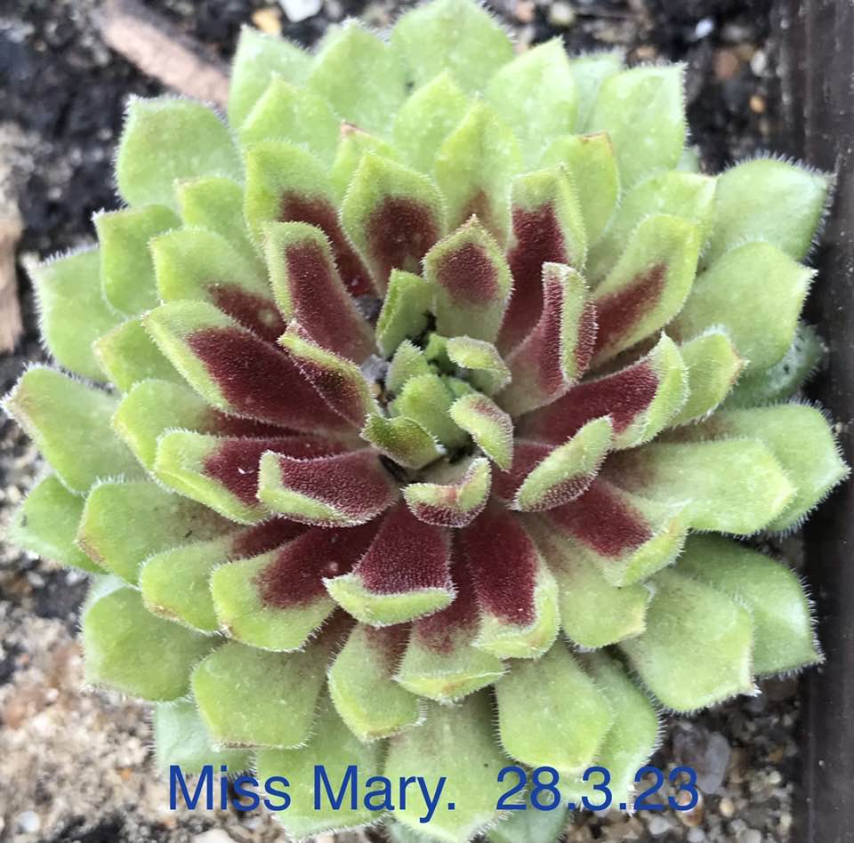 Miss Mary