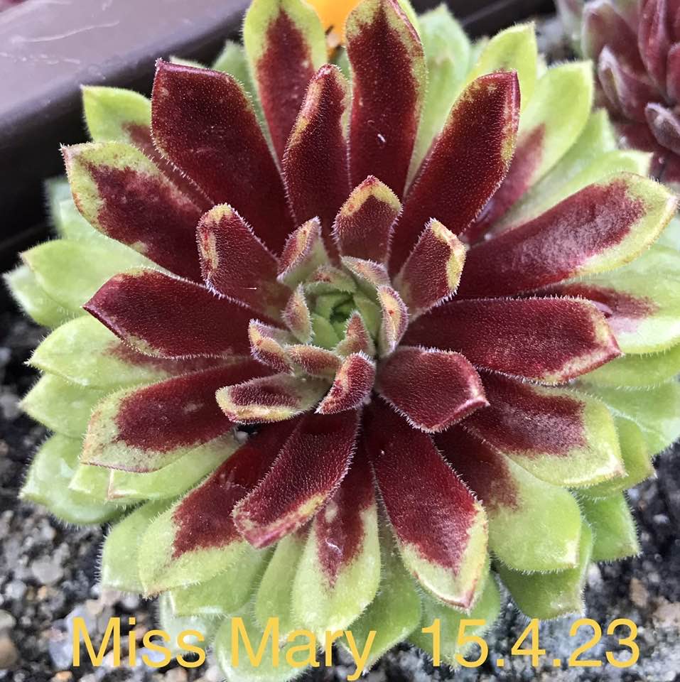 Miss Mary