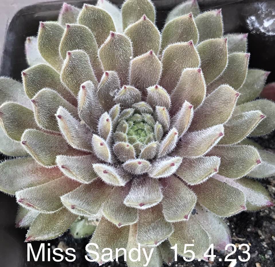 Miss Sandy