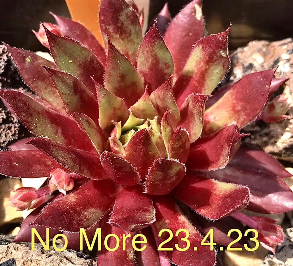 No More
