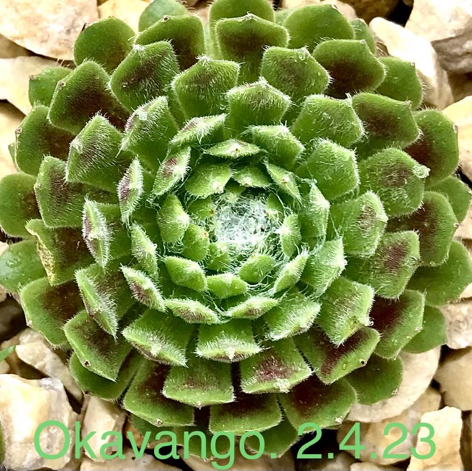 Okavango