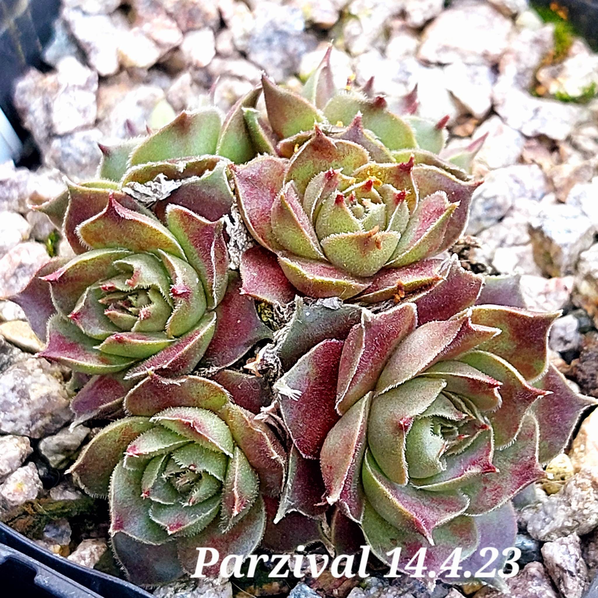 Parzival