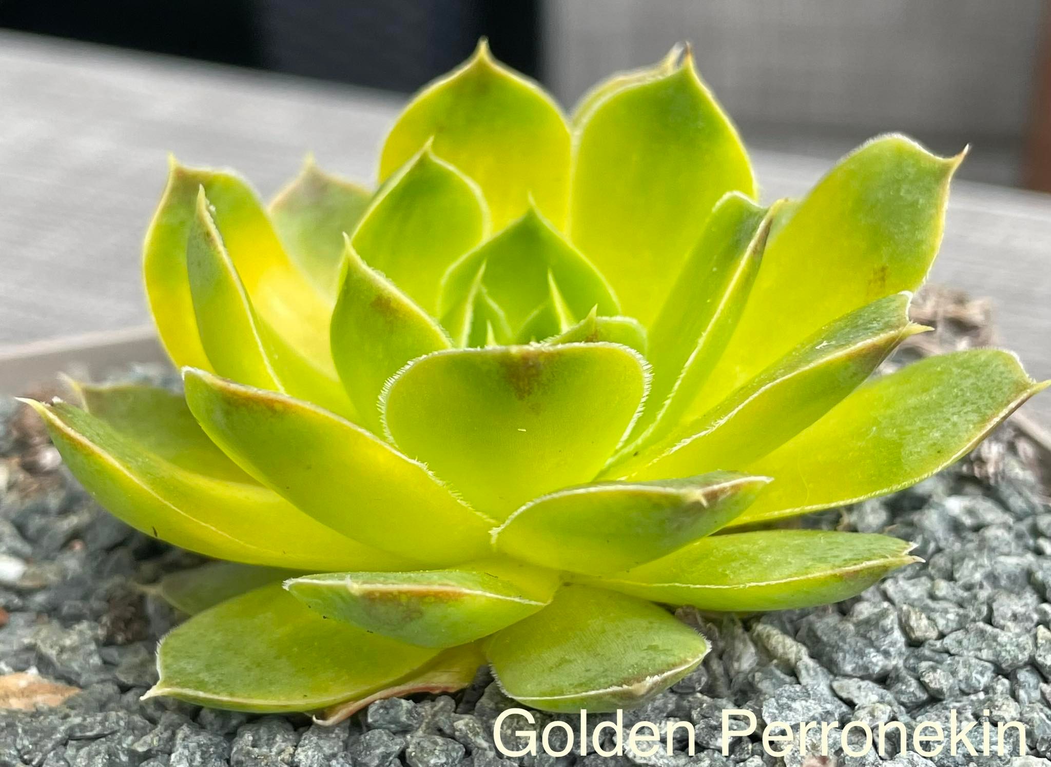 Golden Perronekin / Jovi