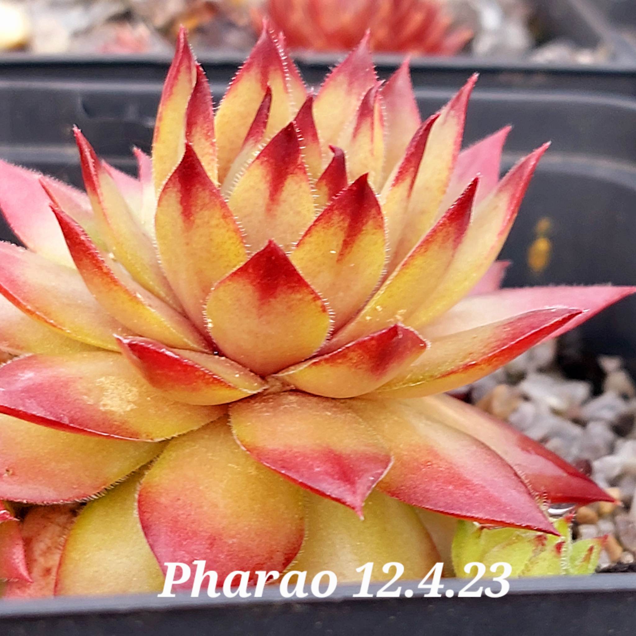 Pharao