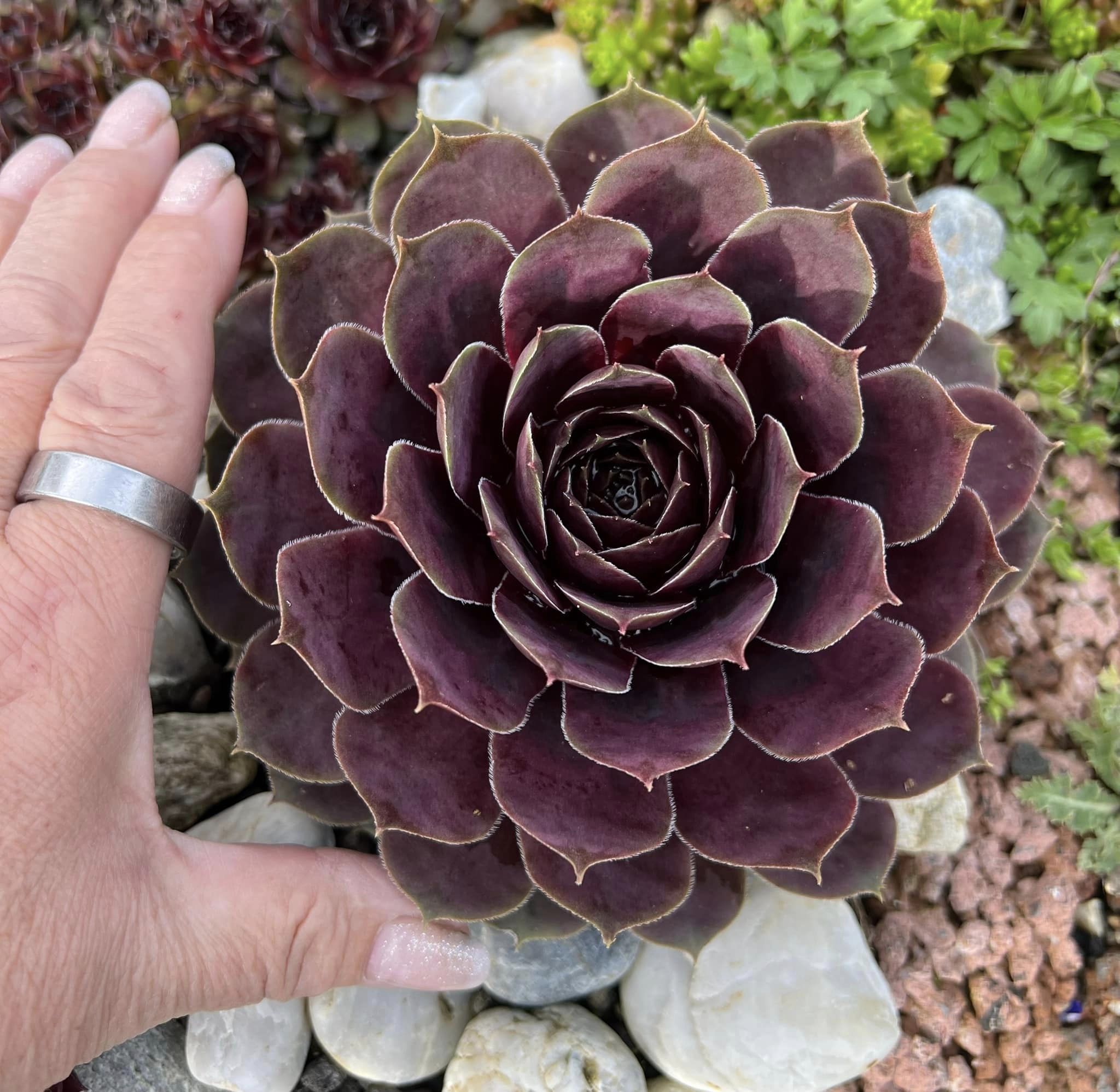 Pink Sapphire