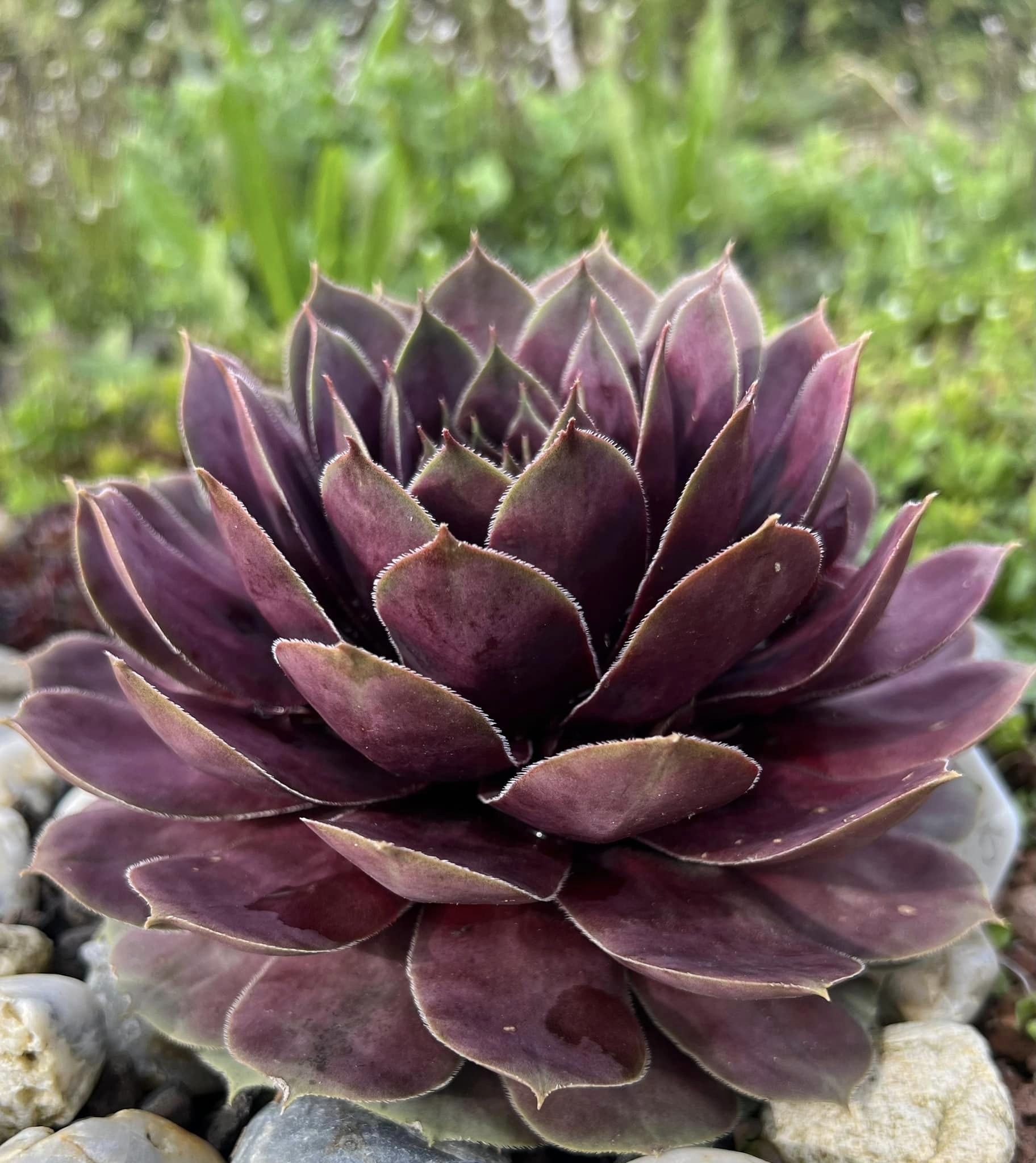 Pink Sapphire