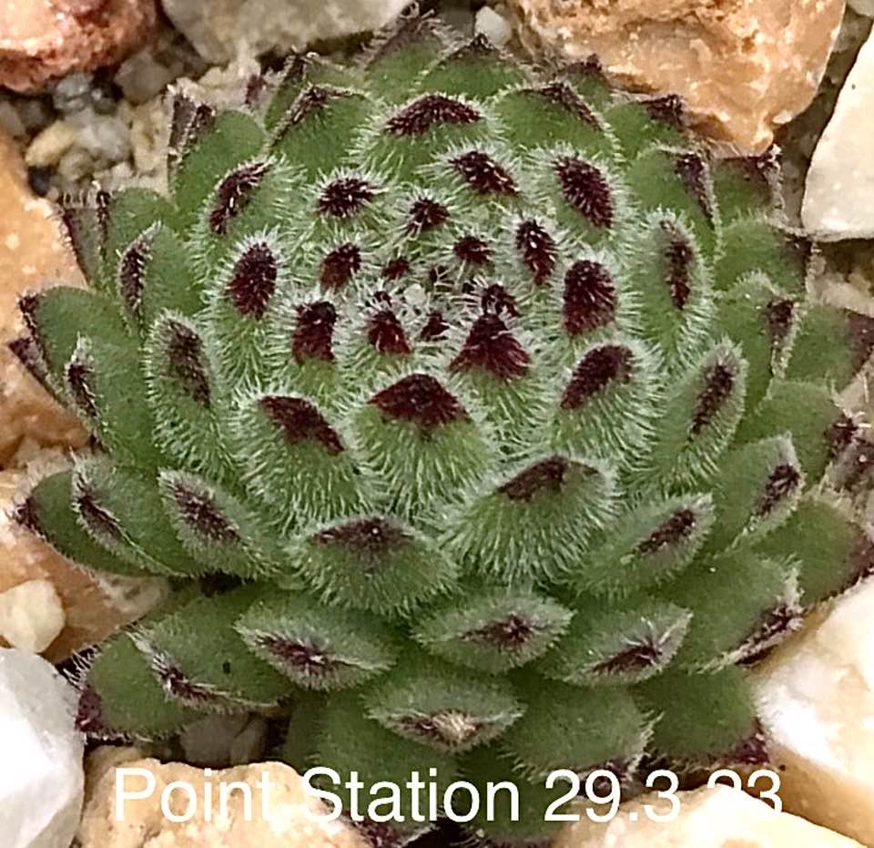 Point Station