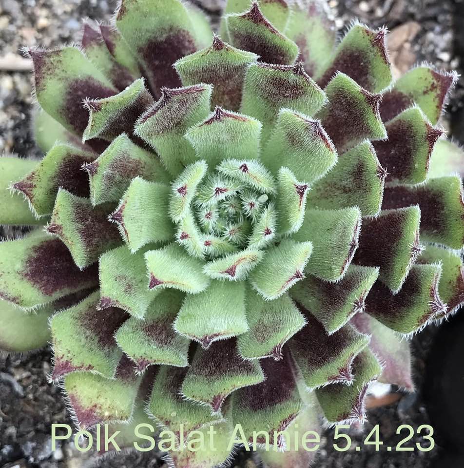 Polk Salat Annie