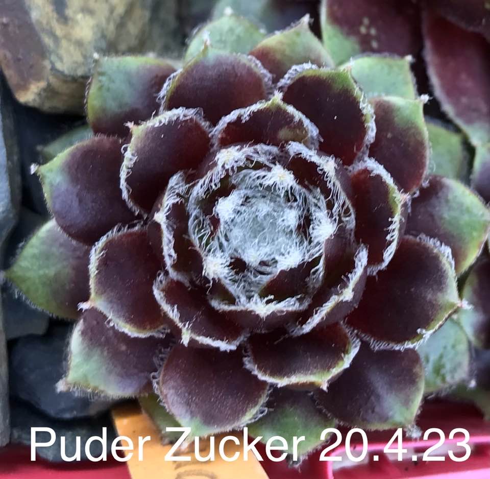 Puderzucker