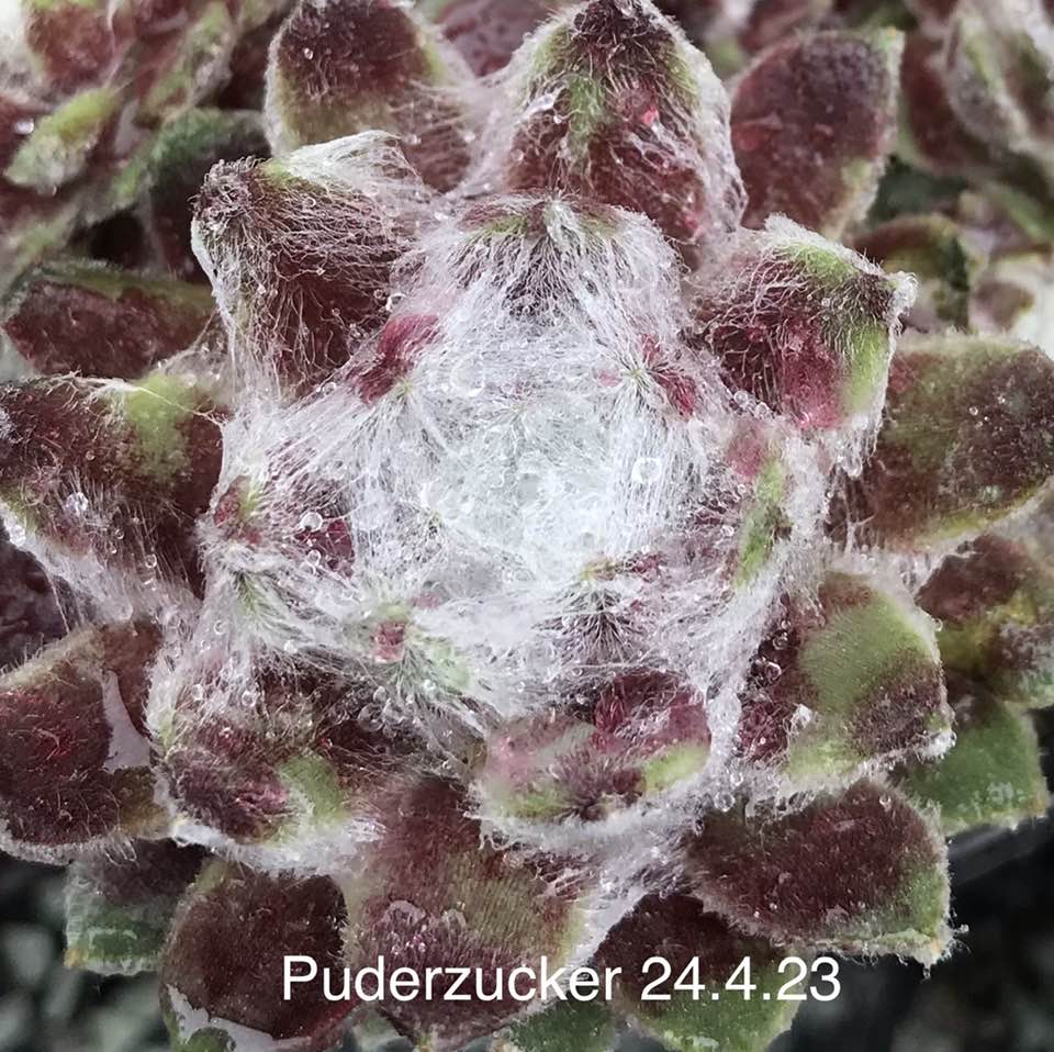 Puderzucker
