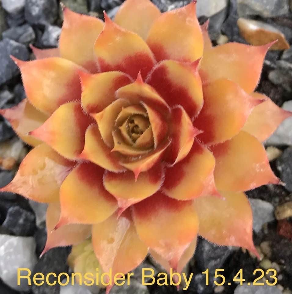 Reconsider Baby (II)