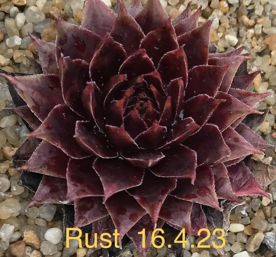 Rust