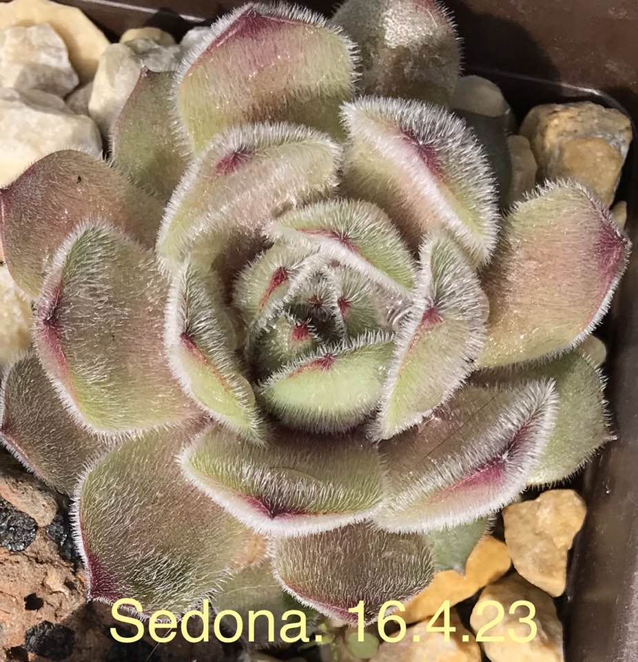 Sedona