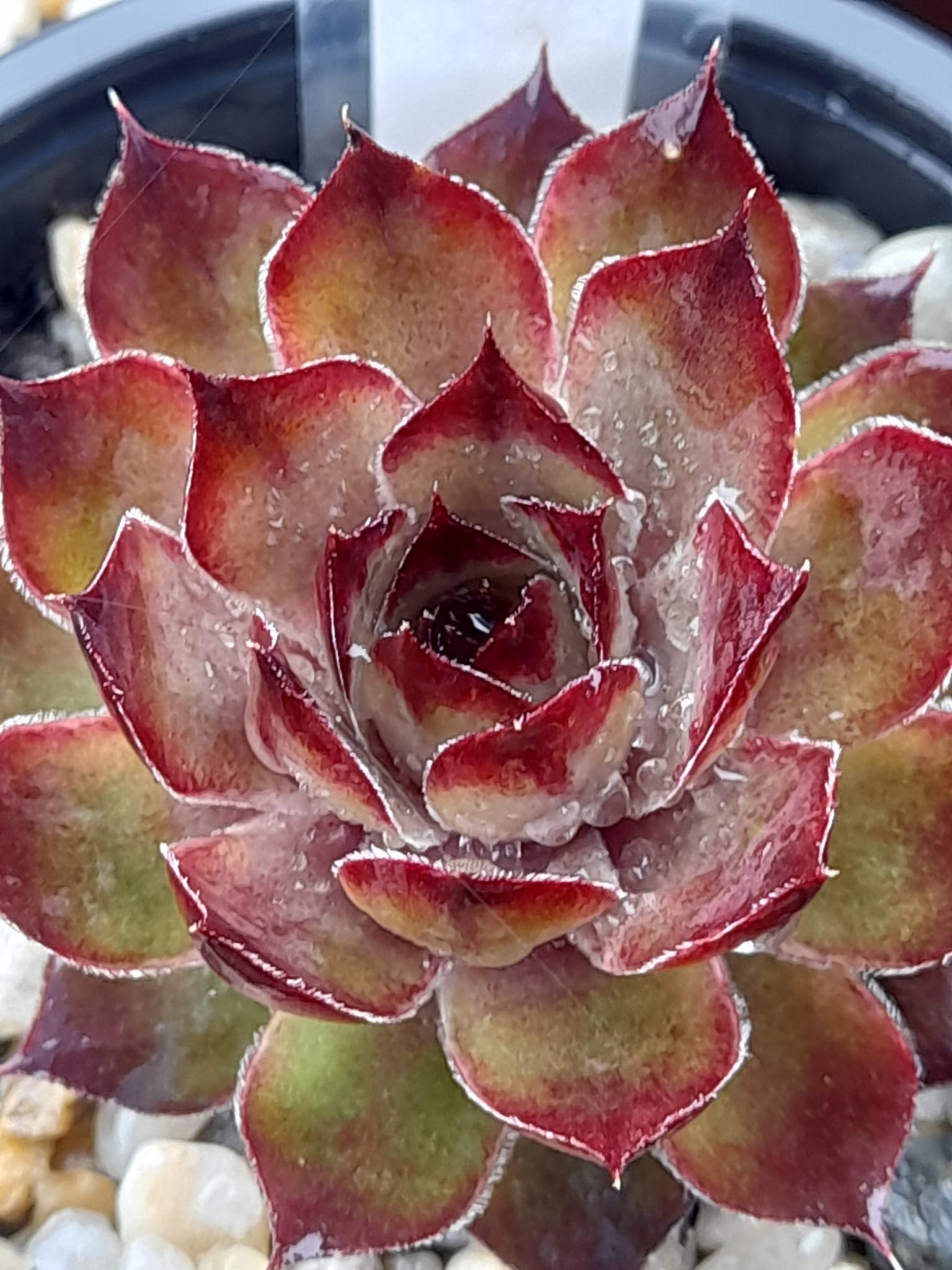 Senorita