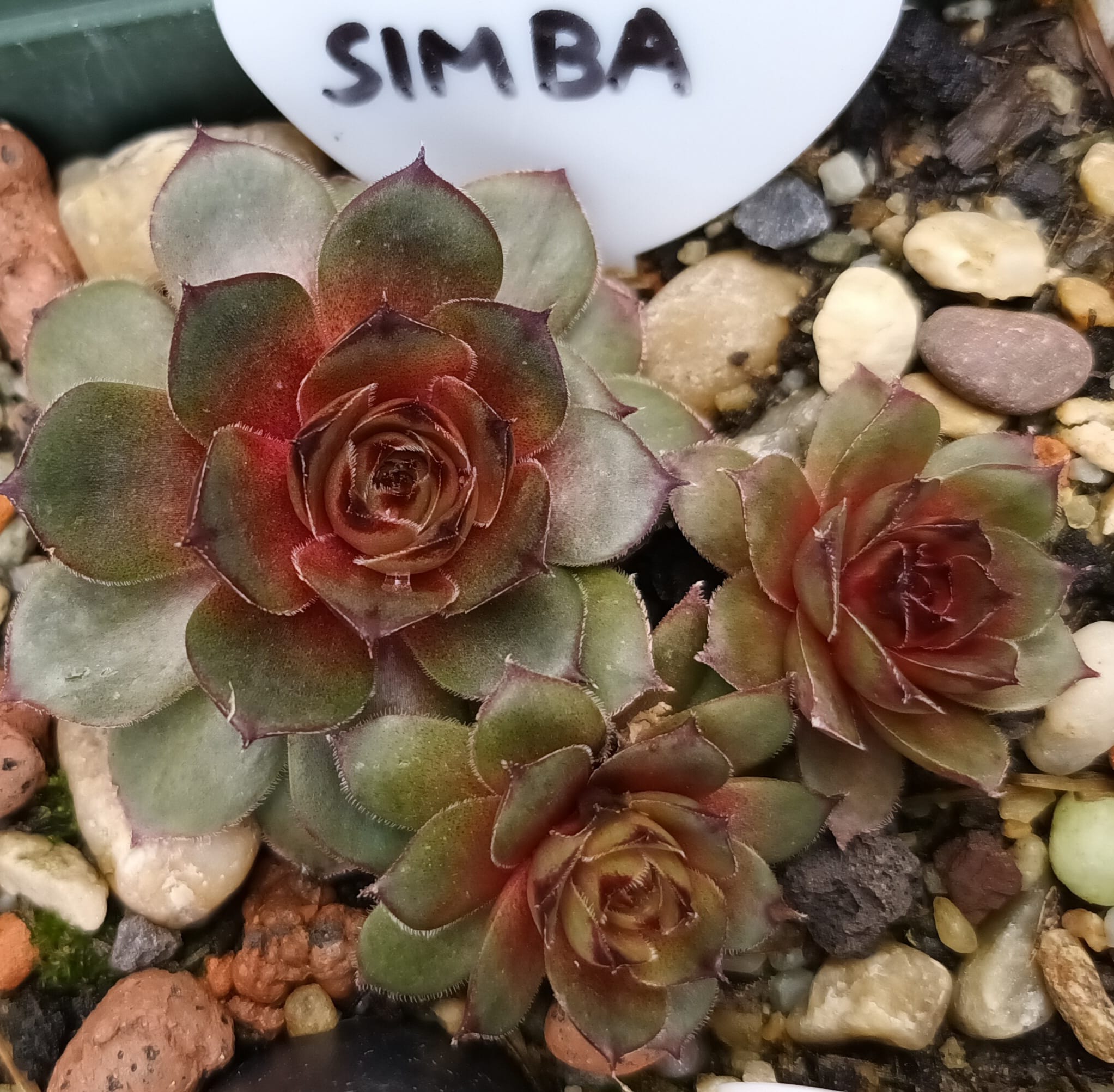 Simba (NG)