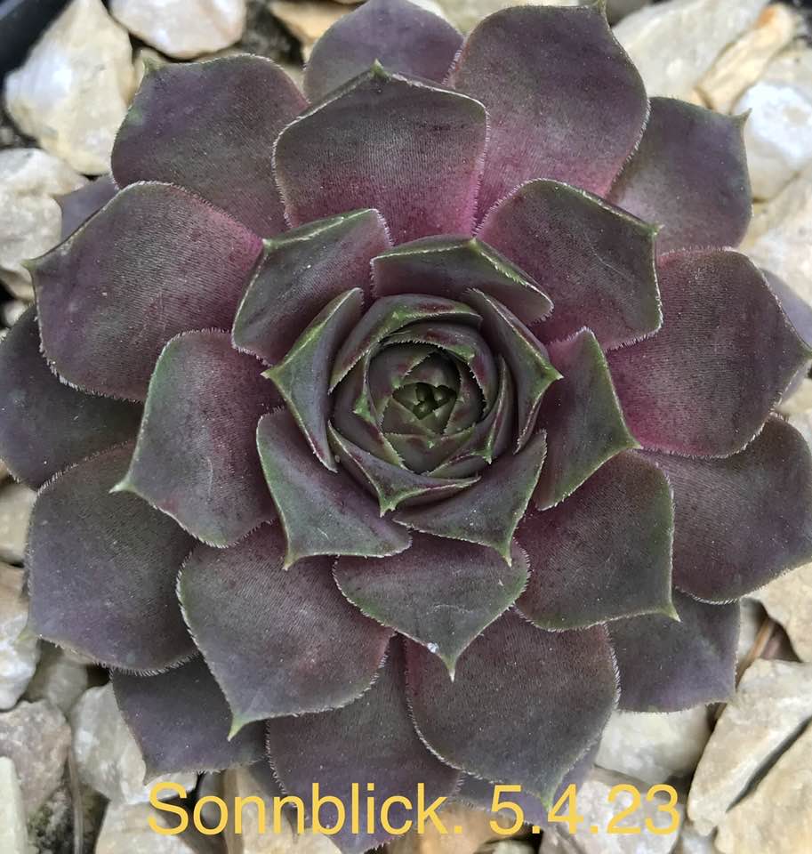 Sonnblick