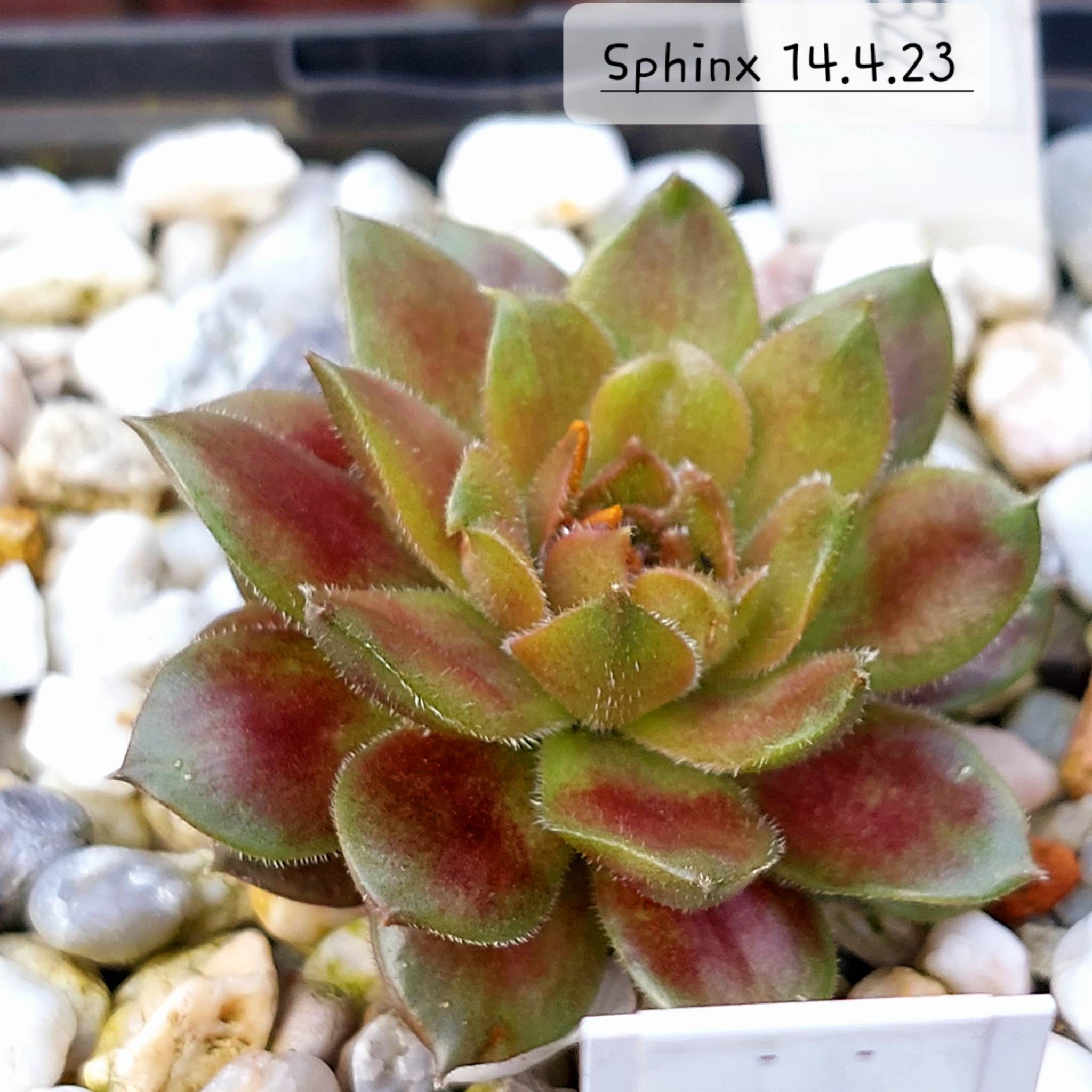 Sphinx