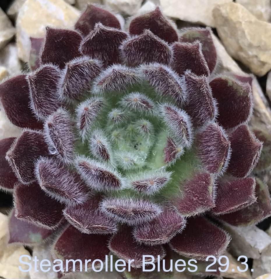 Steamroller Blues