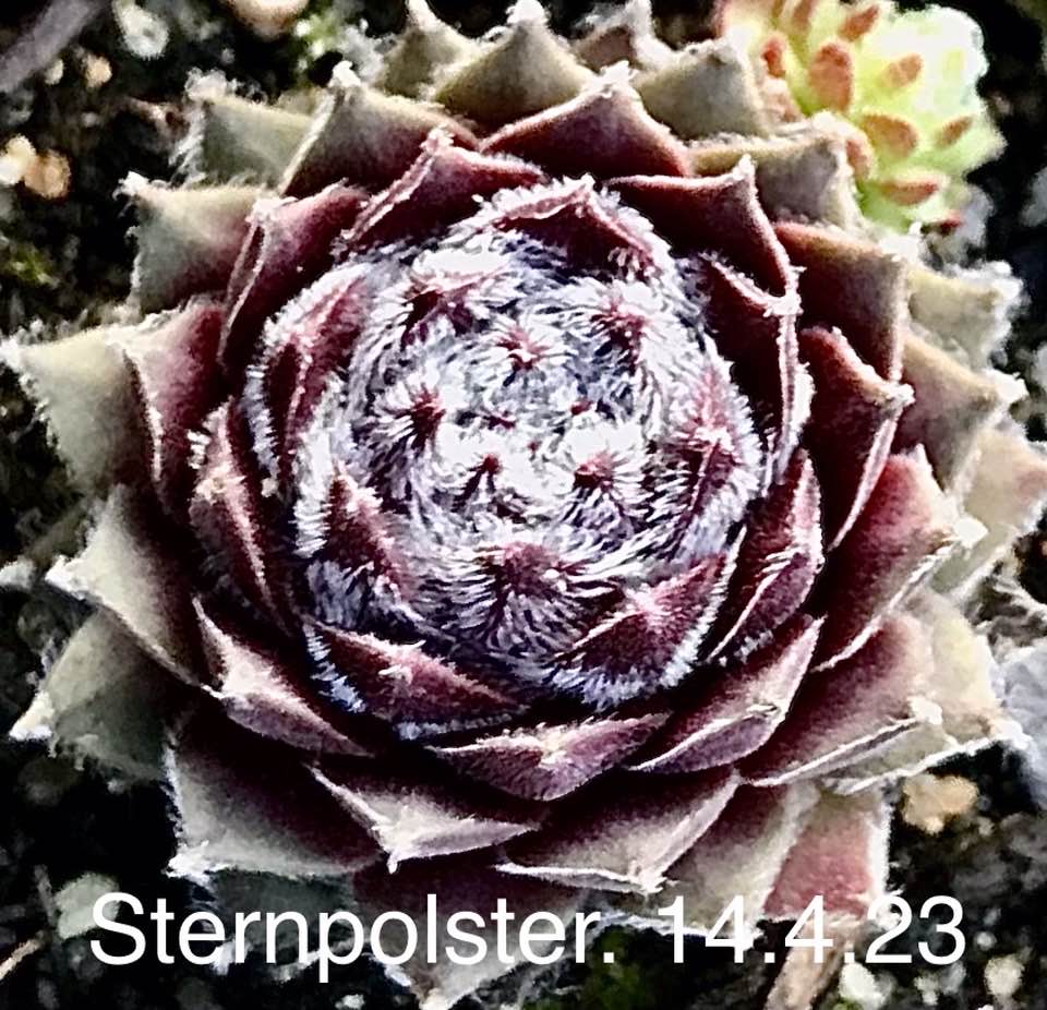 Sternpolster