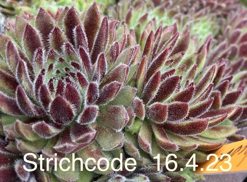 Strichcode