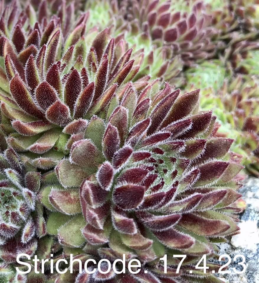 Strichcode
