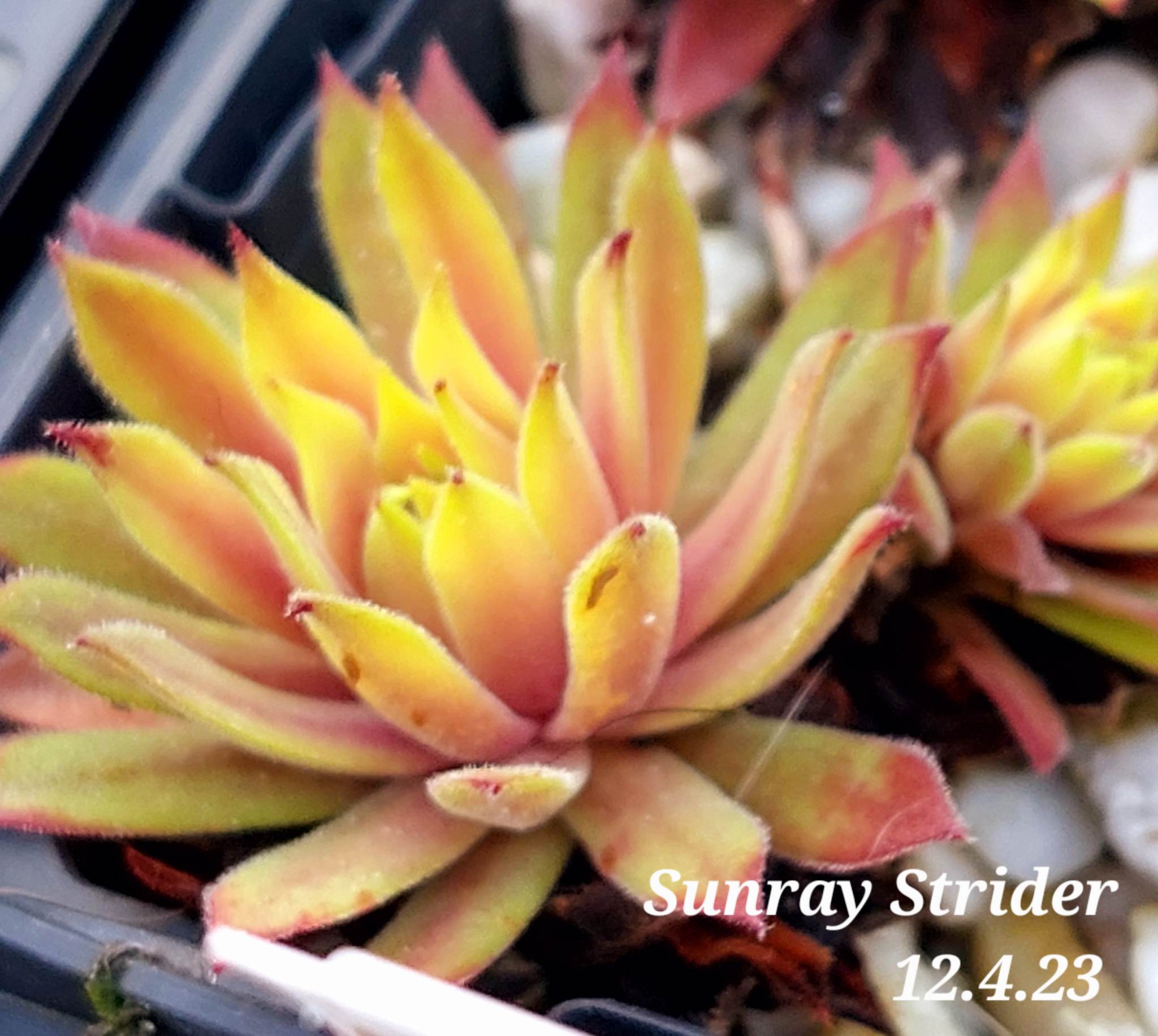 Sunray Stryder
