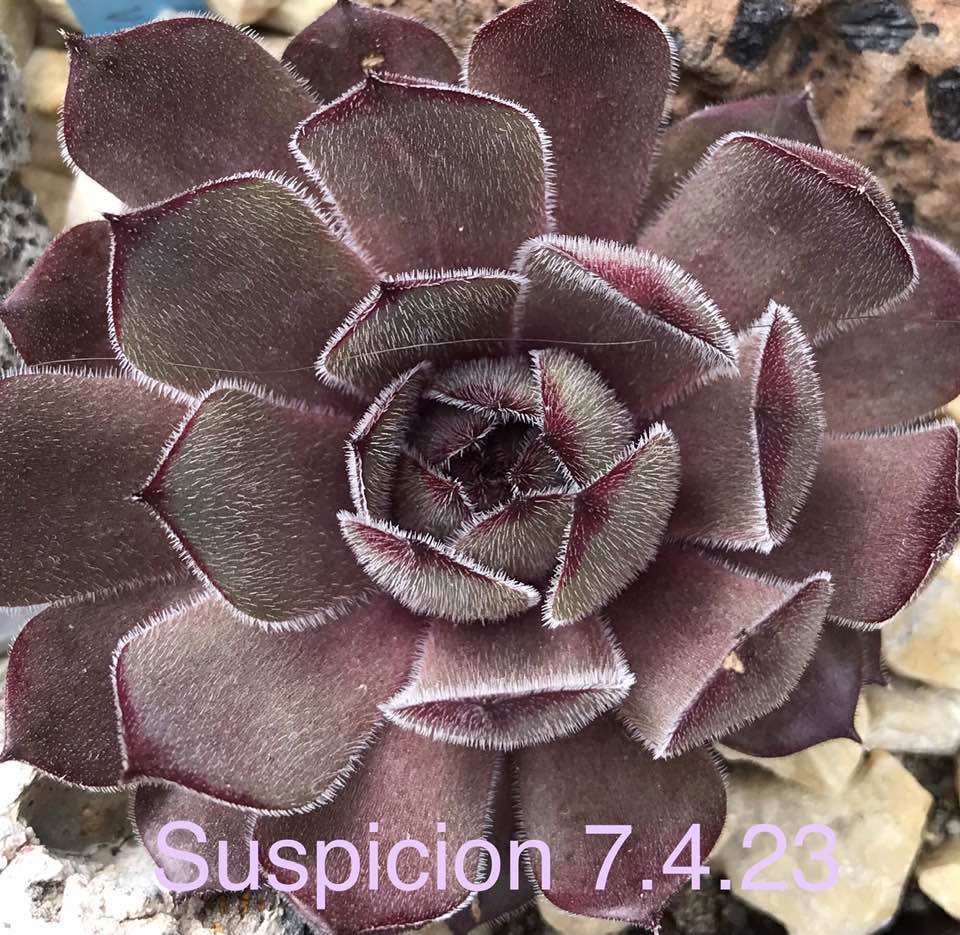 Suspicion