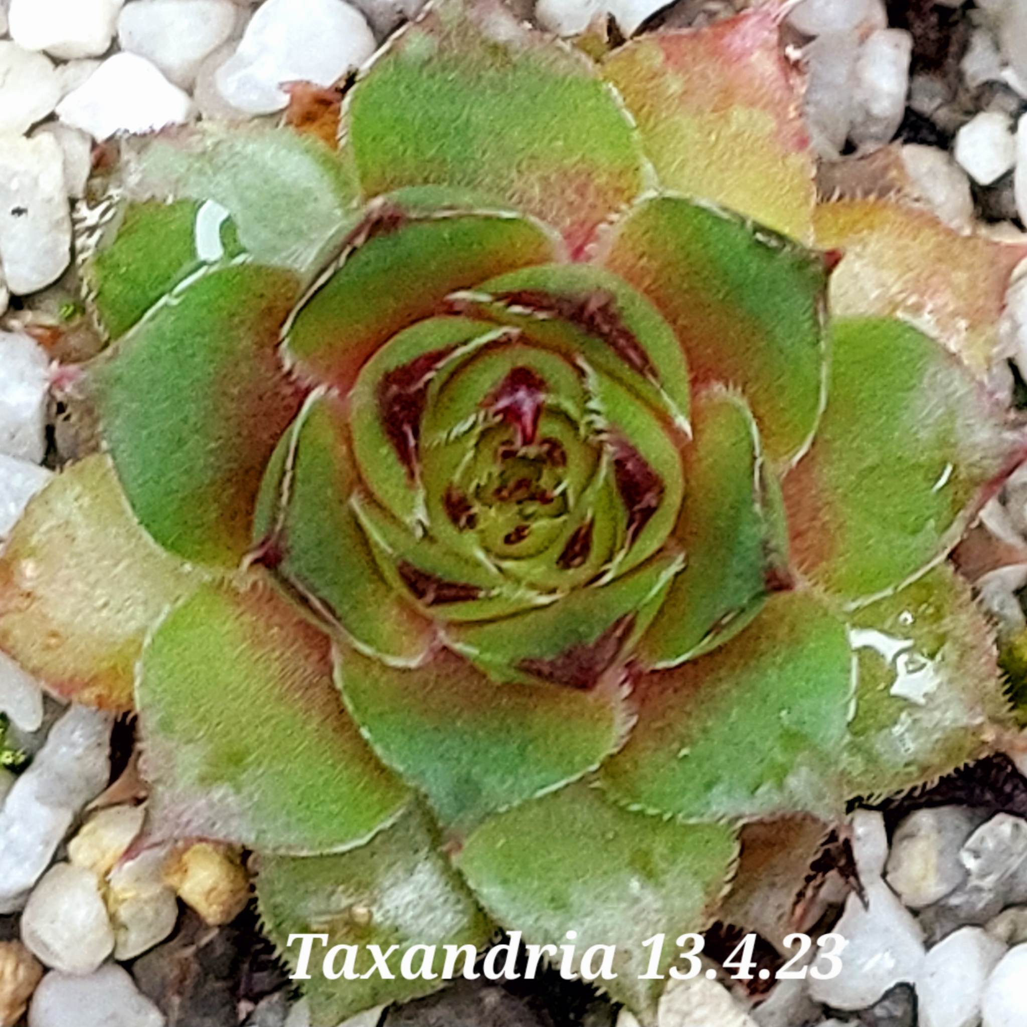 Taxandria