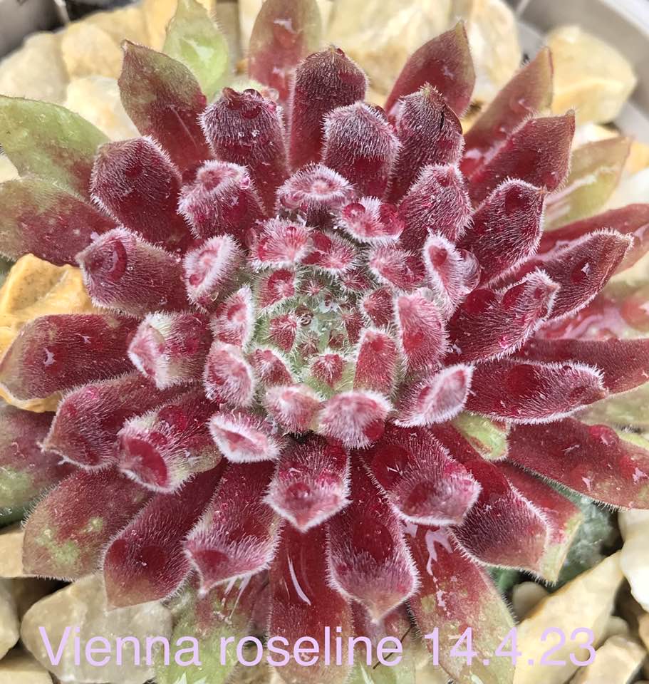 Vienna Roseline