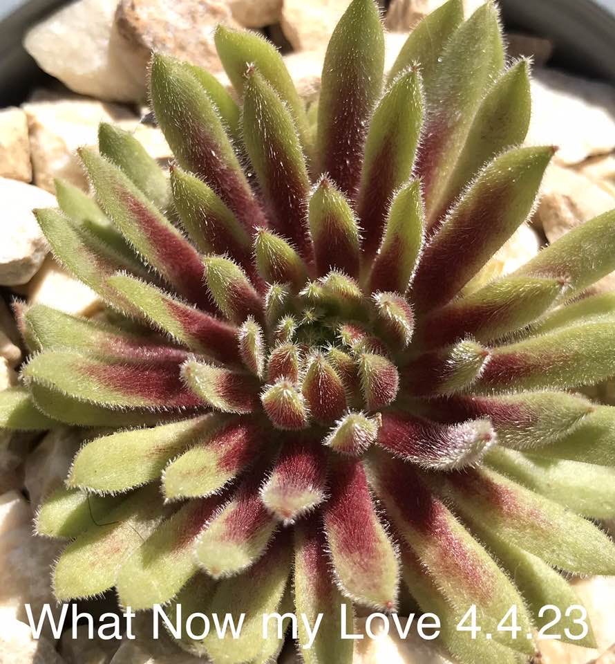 What Now my Love