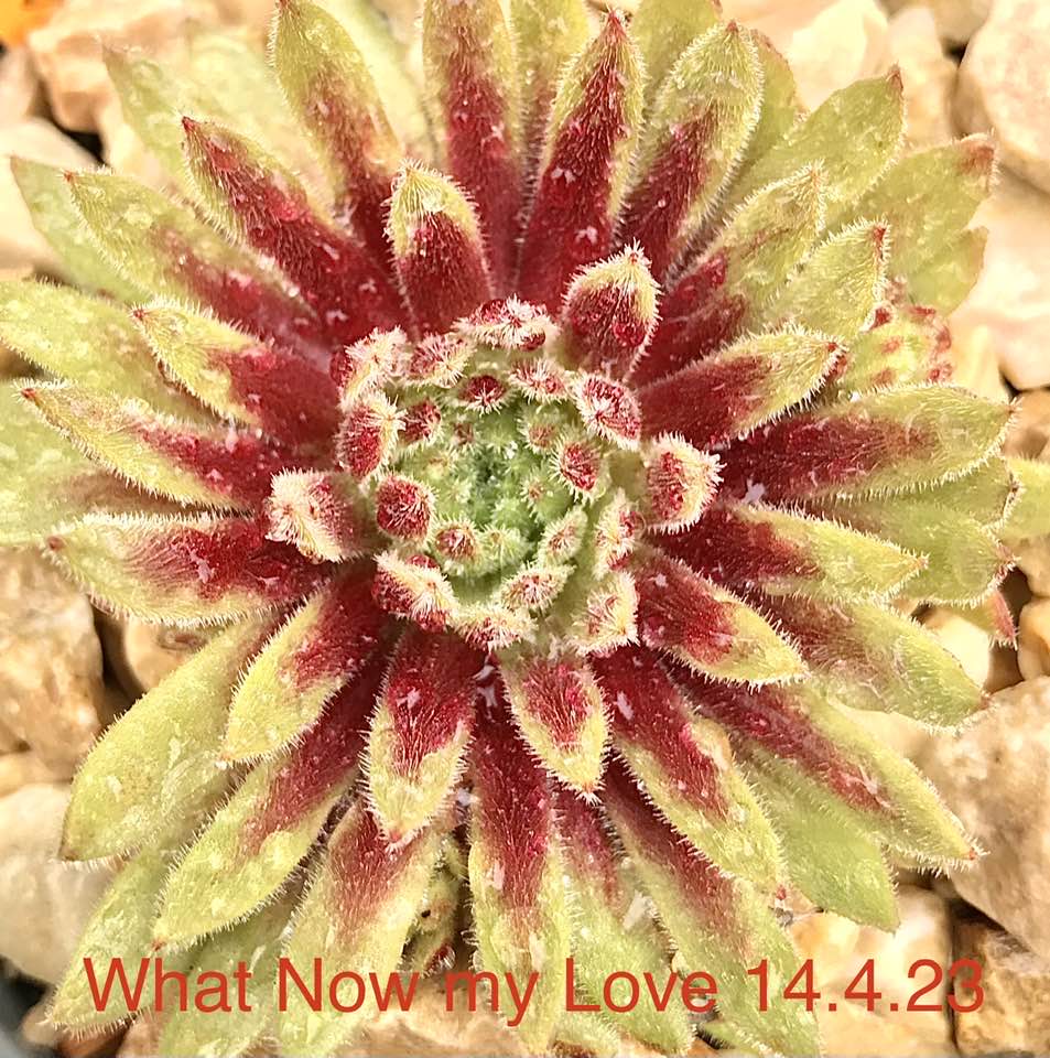What Now my Love