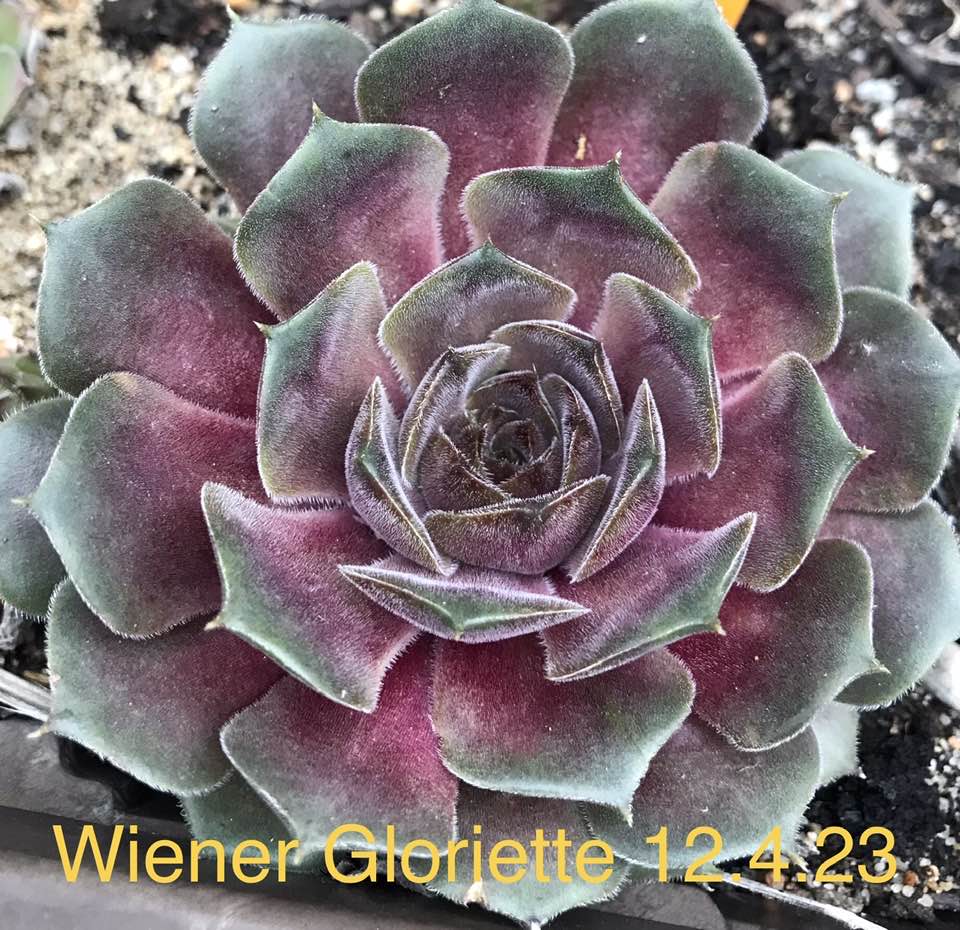 Wiener Gloriette