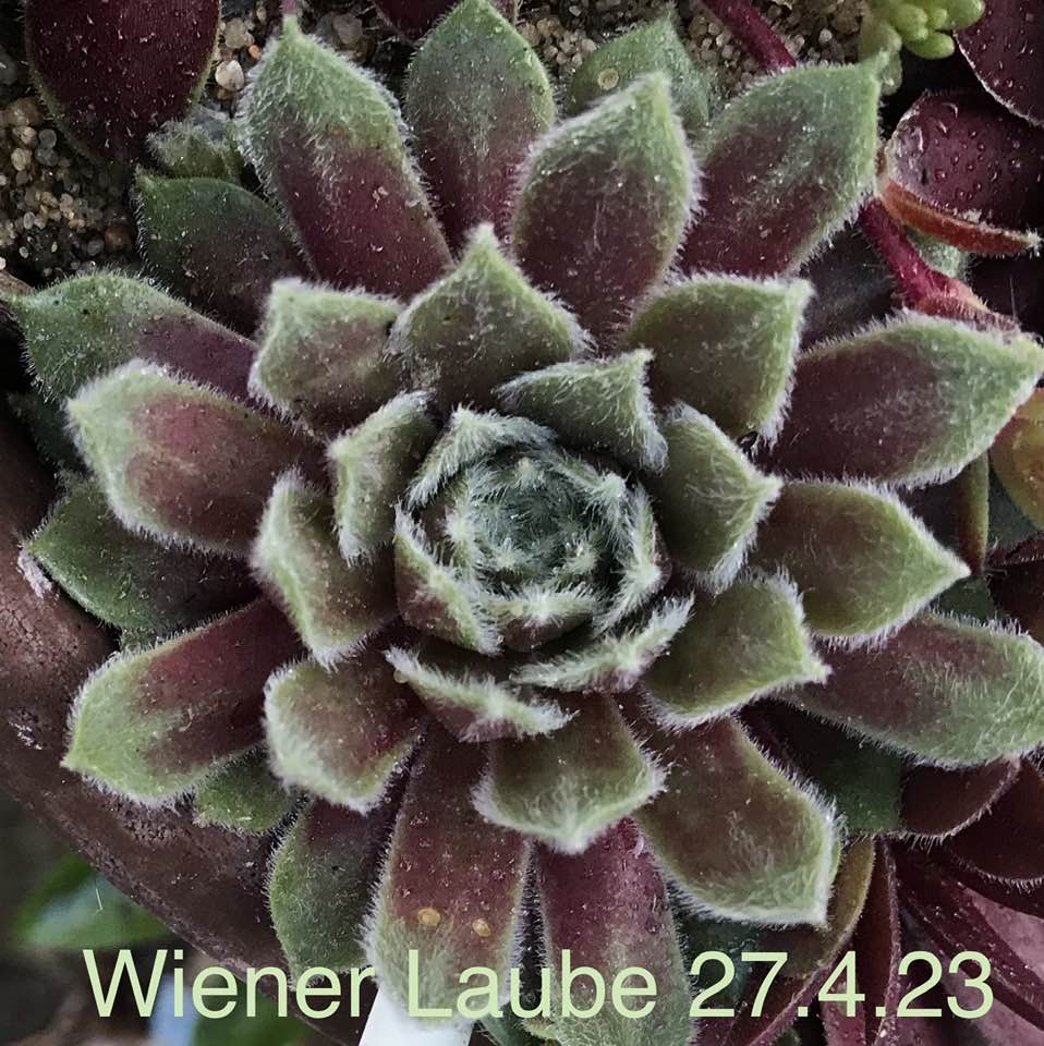 Wiener Laube