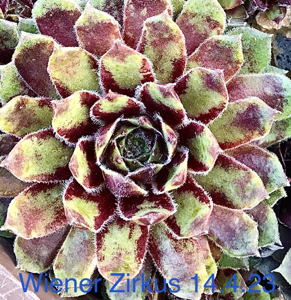 Wiener Zirkus