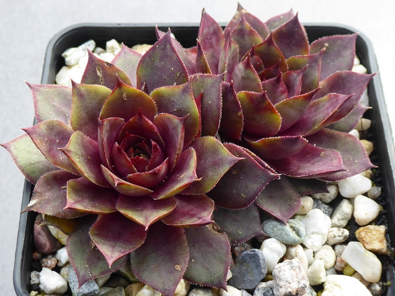 Abra Mirapla